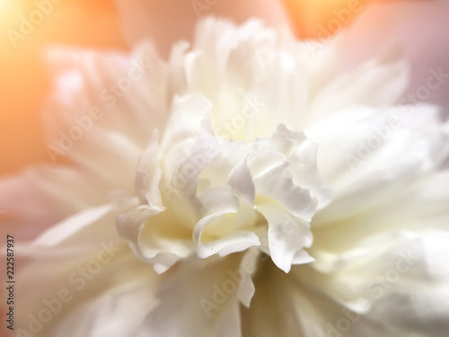 the White and delicate flowering peony close-up © roxi06