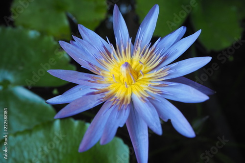  Purple lotus for garden decoration to look attractive.