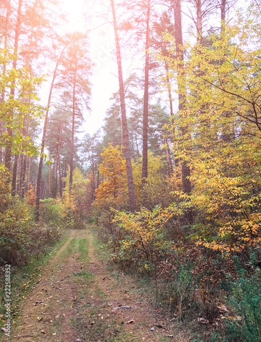 large pine trees and trees with yellow leaves in autumn forest