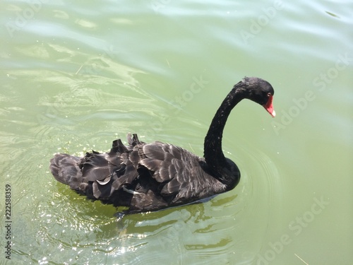 The black swan swims freely in the water, and the lake reflects the color of the sky.