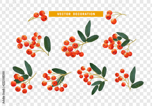 Berries rowan, realistic on branch with leaves effect transparent background.
