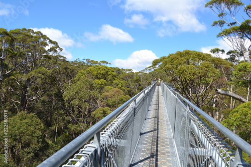 Tree Top walk , Margret River  Western Australia. photo