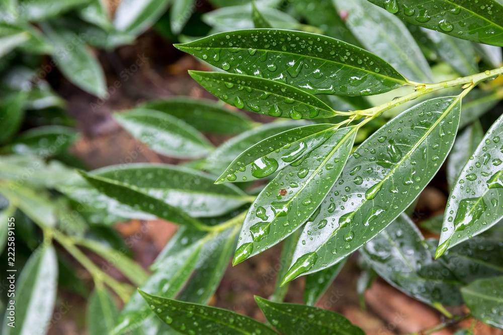Leaves with water drops