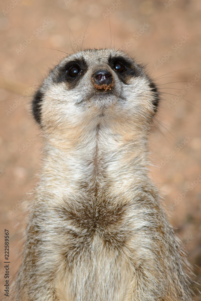 Fototapeta premium Meerkat