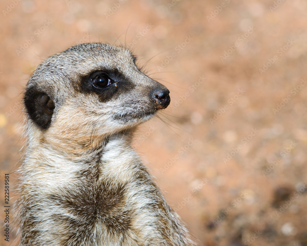 Meerkat Meerkat