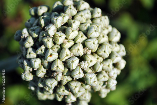 Onion plant blooming  head with seeds   soft blurry green grass background