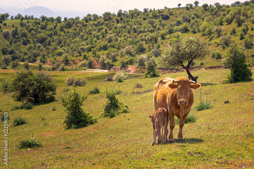 Fototapeta Naklejka Na Ścianę i Meble -  Cows in a meadow