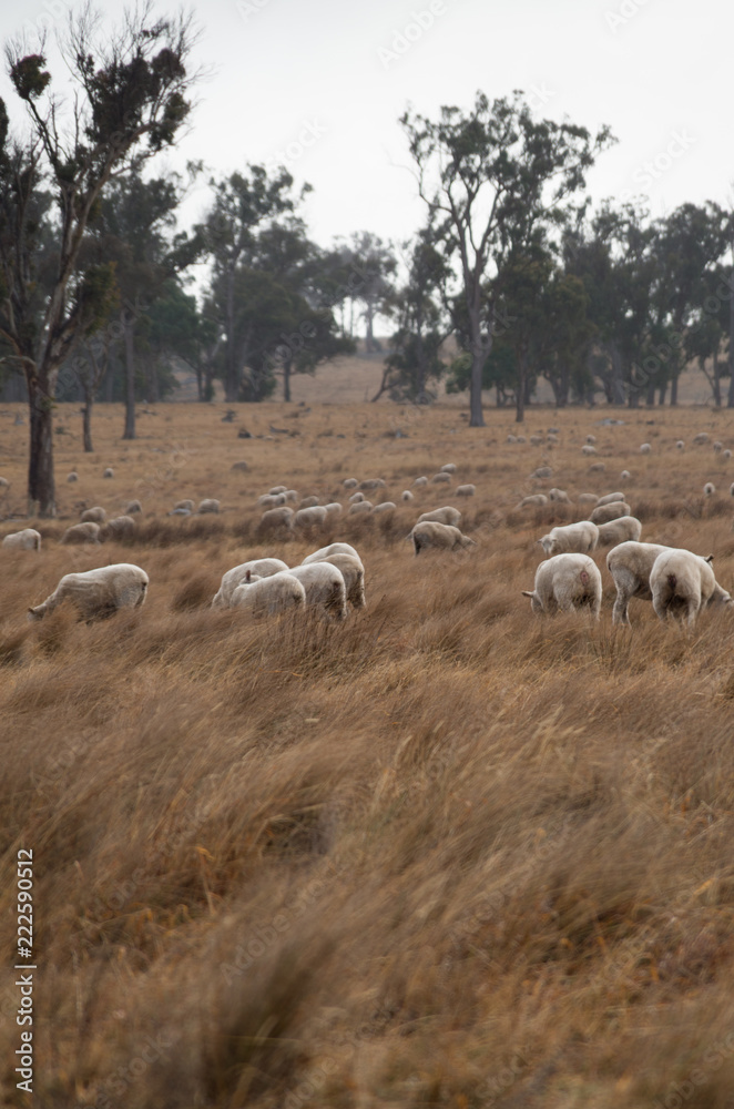 Sheep in an Australian Field