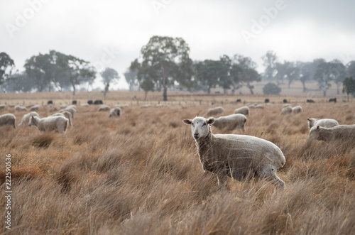 Sheep in an Australian Field