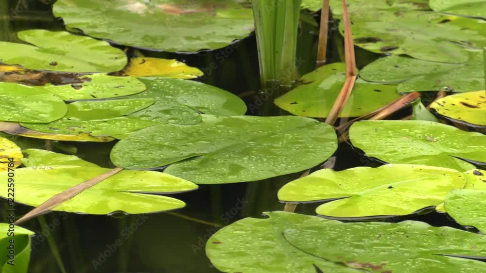 Rushes in the lake. Green and young reed. Yellow water lilies in , . Rushes in the lake. Green and young reed. Yellow water lilies in , .