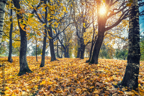 Alley in the sunny autumn park