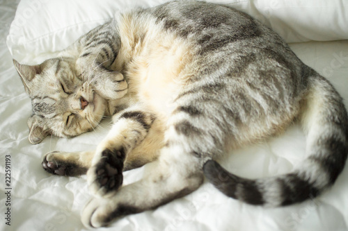 cute cat sleeping on the bed