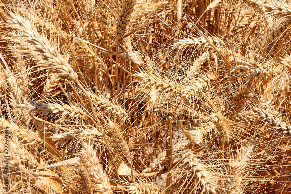 Harvesting. Wheat field. Agricultural theme Harvesting. Wheat field. Agricultural theme