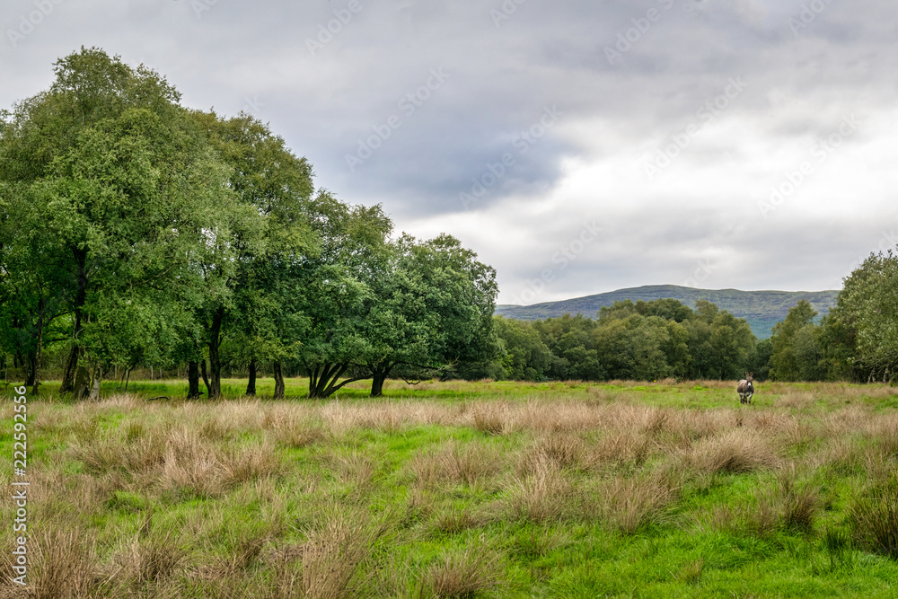 Wild Irish Meadow