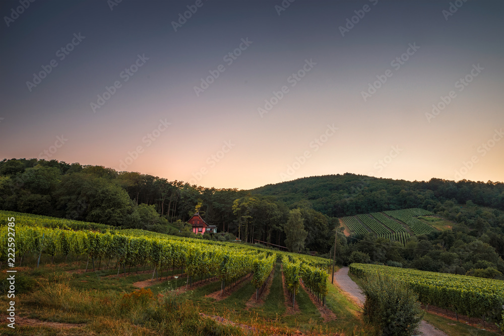 evening view of the vineyards at ribeauville