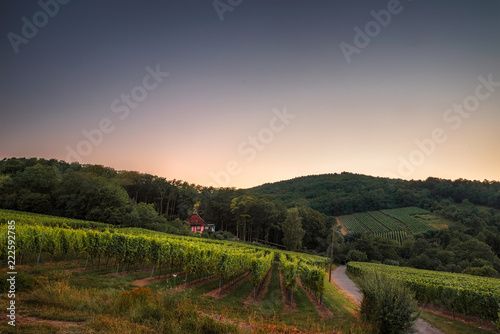 evening view of the vineyards at ribeauville