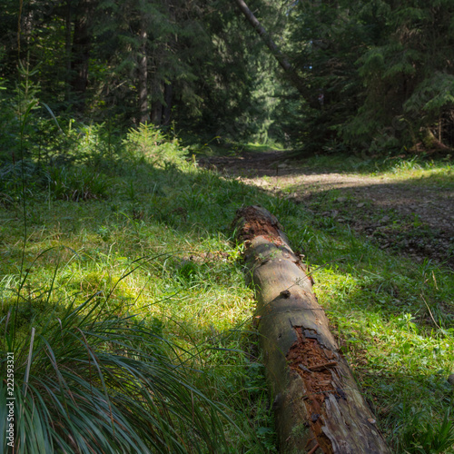 Fallen tree trunk; Western Carpathians, Romania