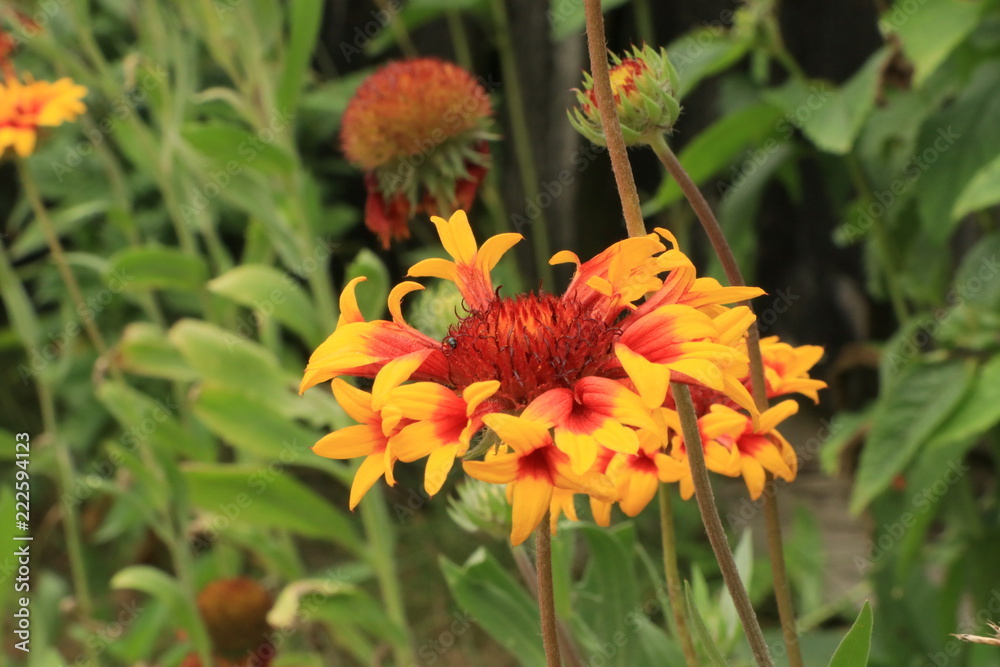 yellow-orange flower in summer garden yellow-orange flower in summer garden