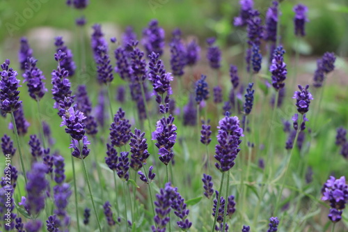 purple lavender flowers in the garden