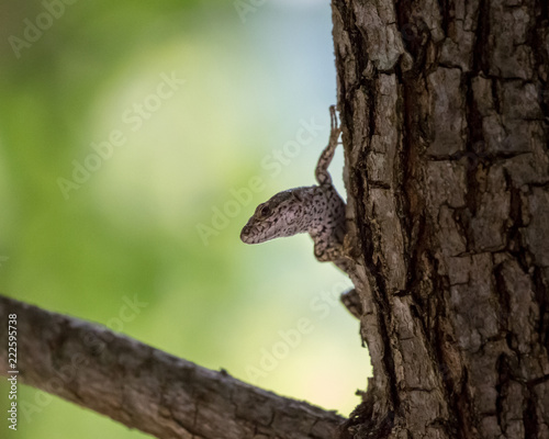 closeup of a lizzard on a tree © Marc Goldman