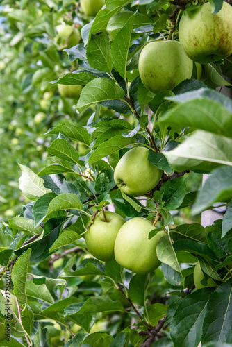 Apples in Vinschgau