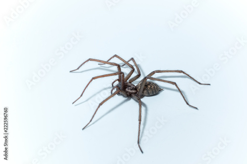 Grosse Hauswinkelspinne (Tegenaria domestica) photo