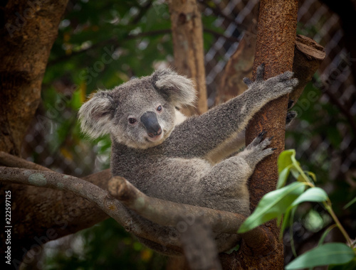 Baby koala bear. 