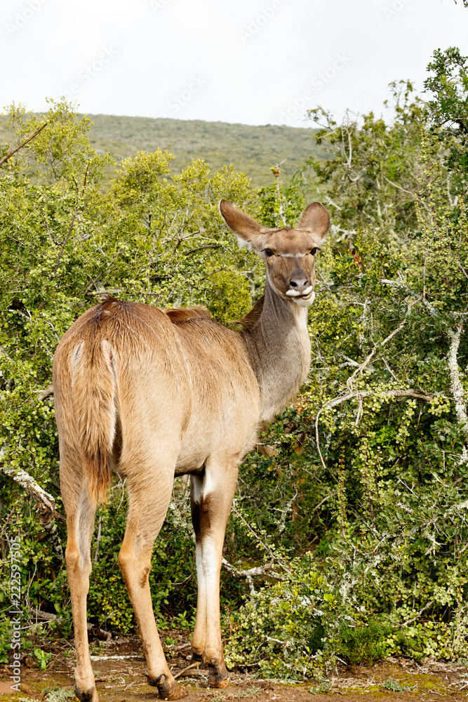 Fototapeta premium Kudu standing and looking at you