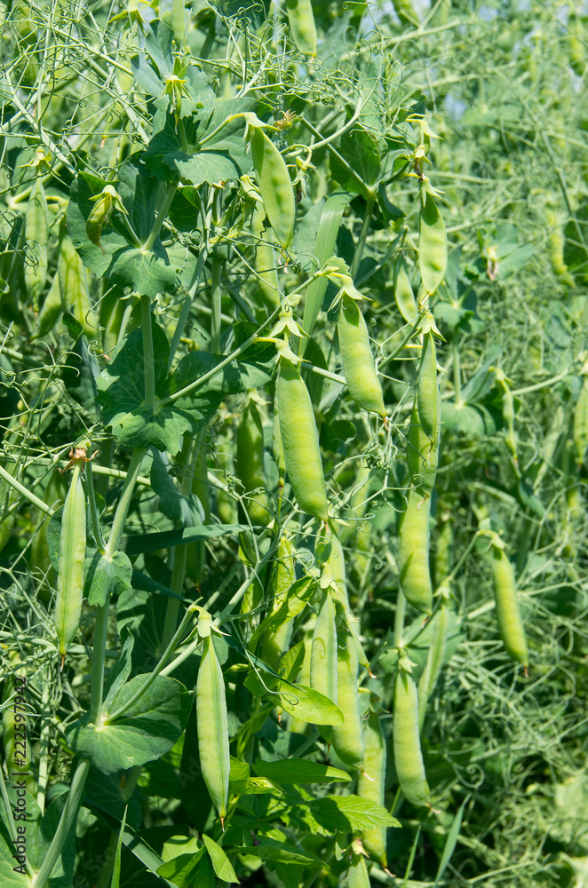 Plant vegetable pea