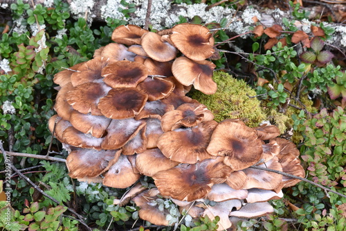 Big group of Honey mushroom, Armillaria mellea growing on a tree stump