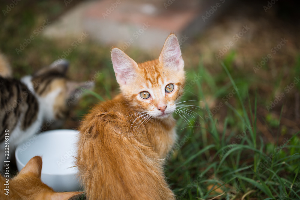 young cats around a water bowl