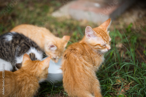 young cats around a water bowl