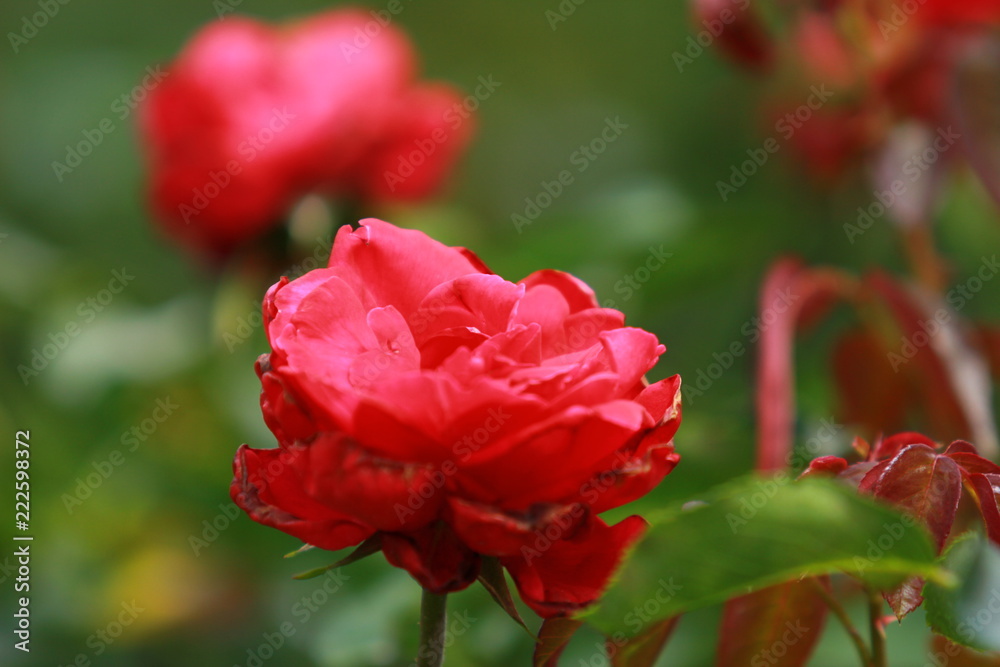 red rose in garden