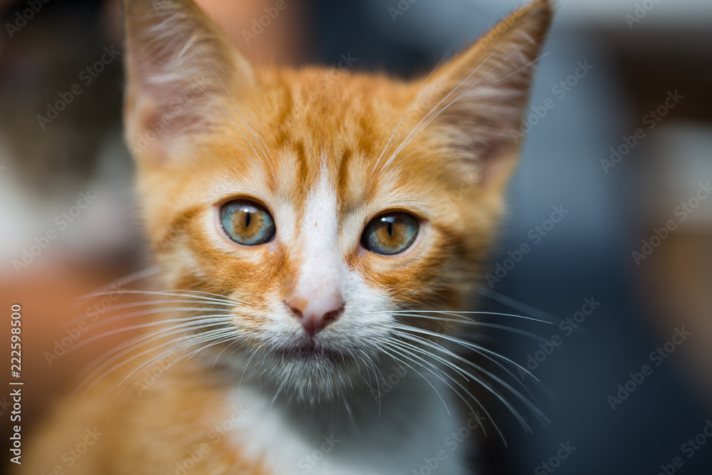 red baby cat, baby face, red cat, cat portrait