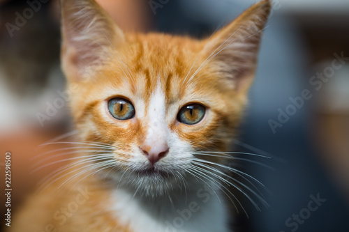 red baby cat, baby face, red cat, cat portrait © Dagmar Breu