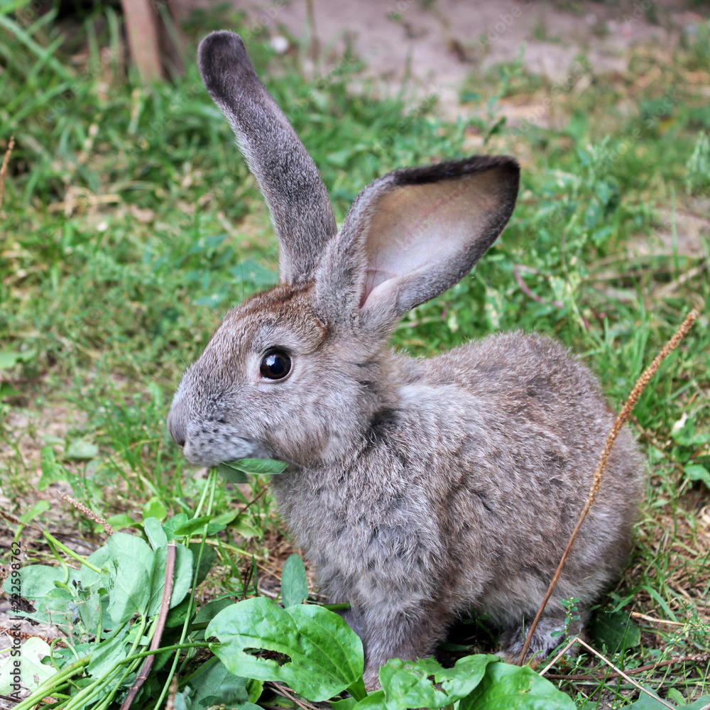 Rabbit on the street Rabbit on the street