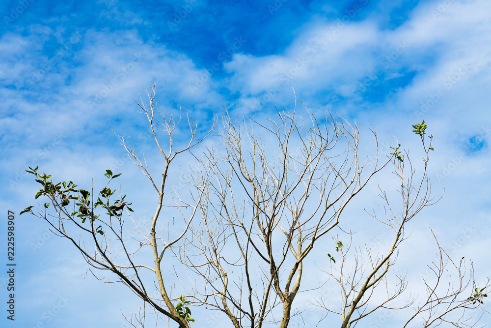Obraz premium Dead and dry big tree blue sky background .