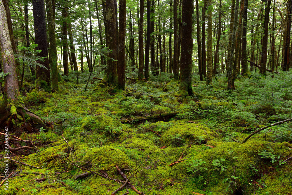 Obraz premium 白駒の池 苔の森