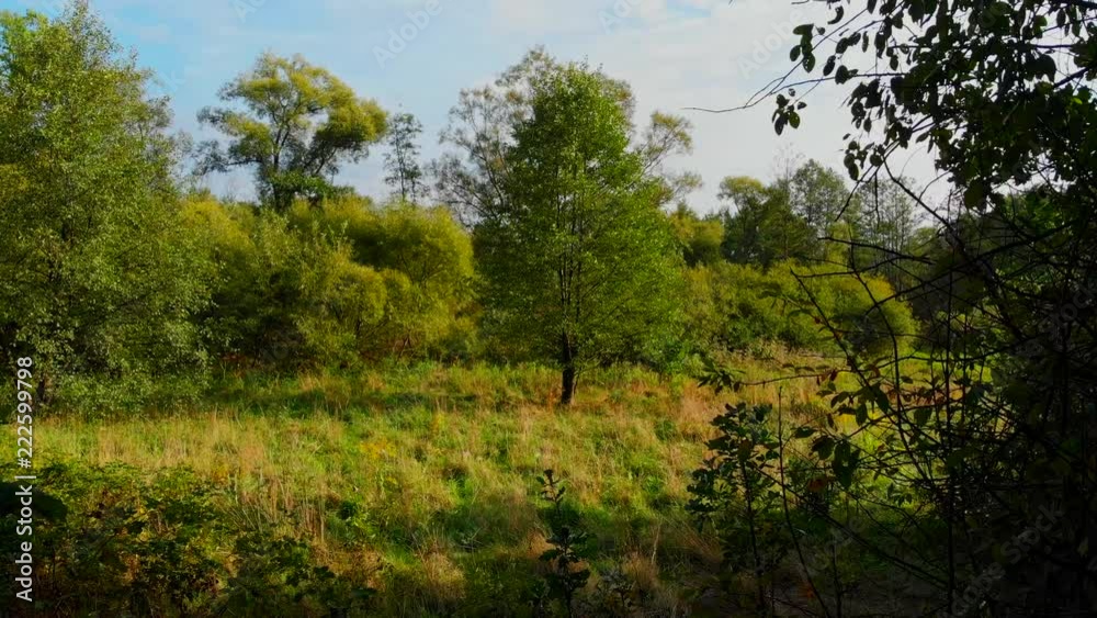Tree in a forest clearing. Tree in a forest clearing.