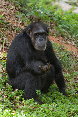 Common Chimpanzee sitting.