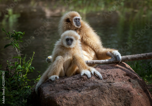 White Cheeked Gibbon.