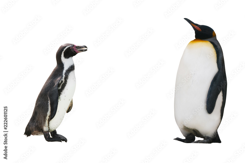 Obraz premium two penguin on white background isolated
