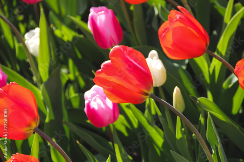 Garden of red and pink tulips in Brussels Belgium