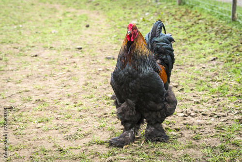Large rooster with fluffy feet walking