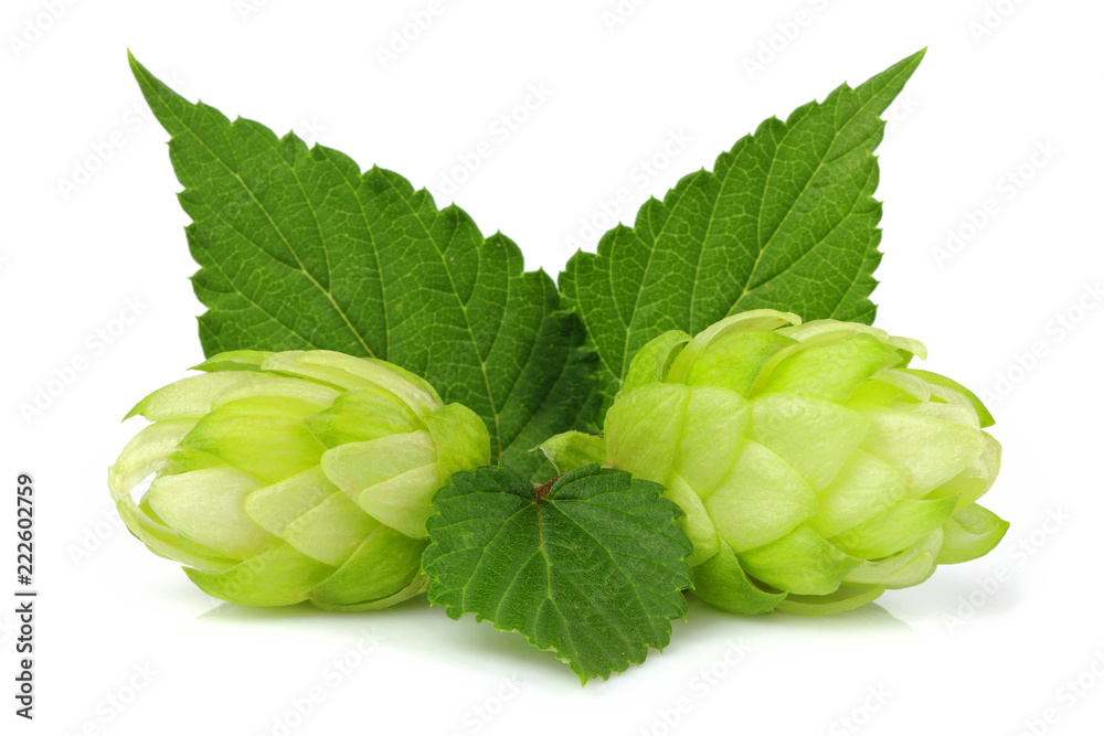 Fresh branch of hops isolated closeup. Fresh branch of hops isolated closeup.