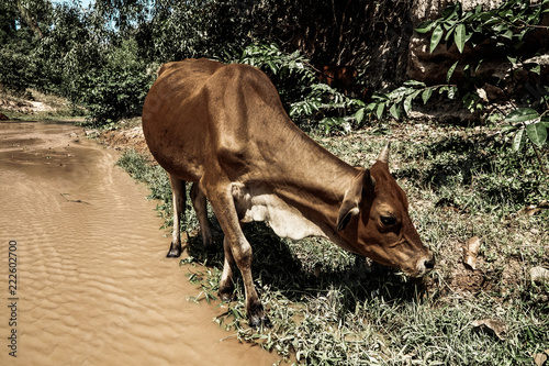 Vache broutan dans la savane
