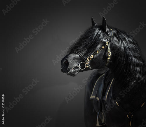 Fotografie Portrait of black Pura Spanish stallion in authentic bridle on dark background