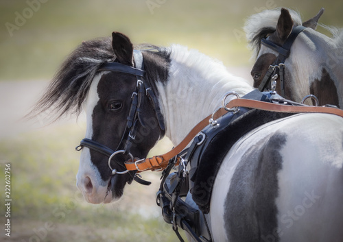 Carriage driving American miniature horses.