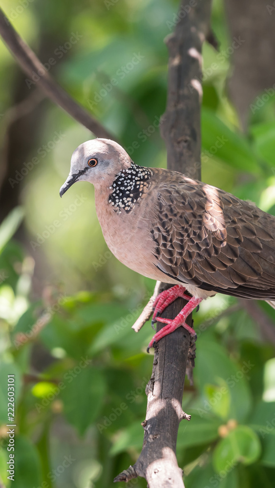 Bird (Dove, Pigeon or Disambiguation) in a nature Bird (Dove, Pigeon or Disambiguation) in a nature