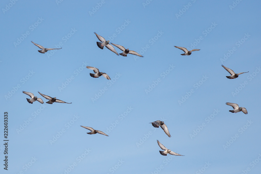 Wild pigeons fly on a blue sky background